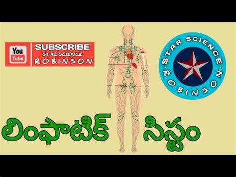 lymph nodes meaning in telugu|Lymph Nodes .